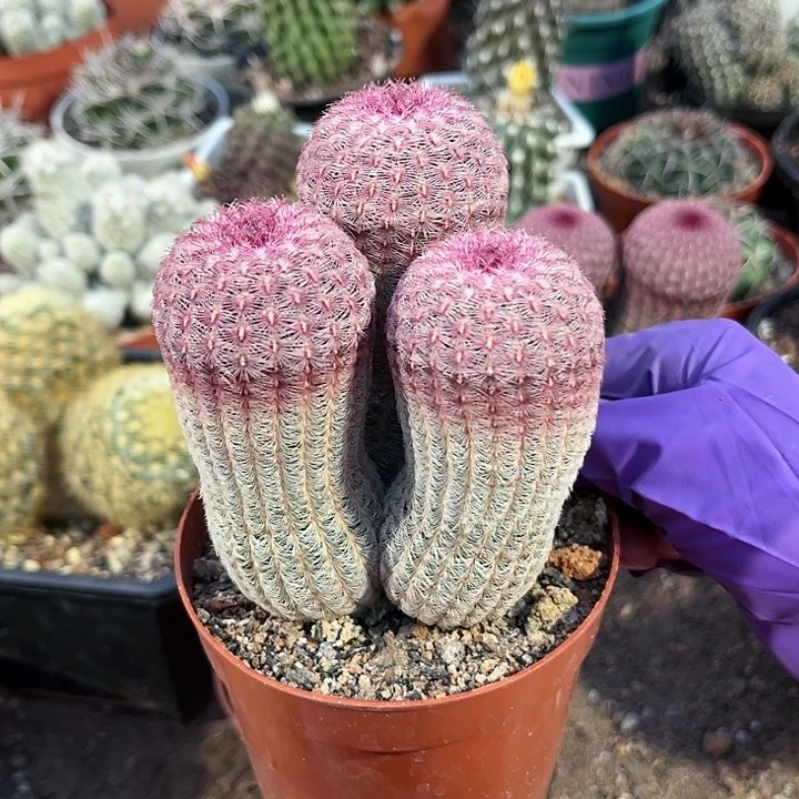 当前无花朵，栽培后可花朵