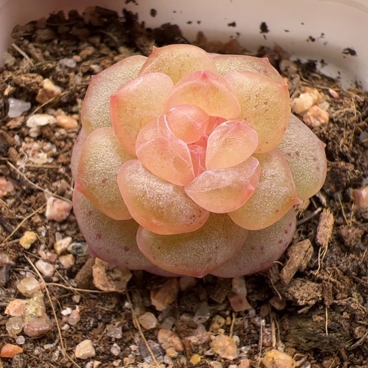 一物一拍。尺寸不大