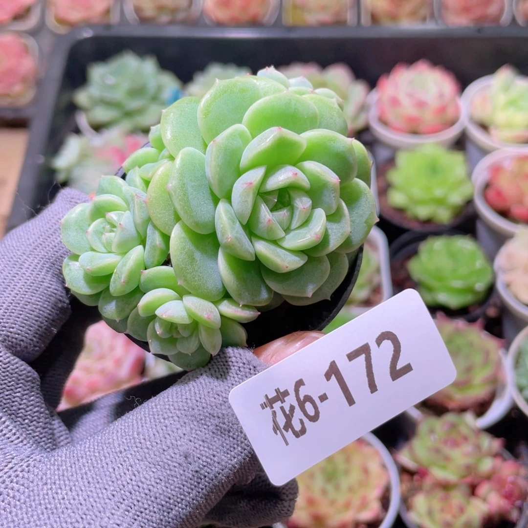 花利美 6-172新品珍妮