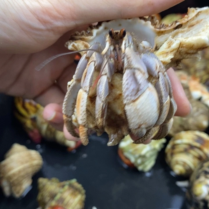 特价商品马岛深紫