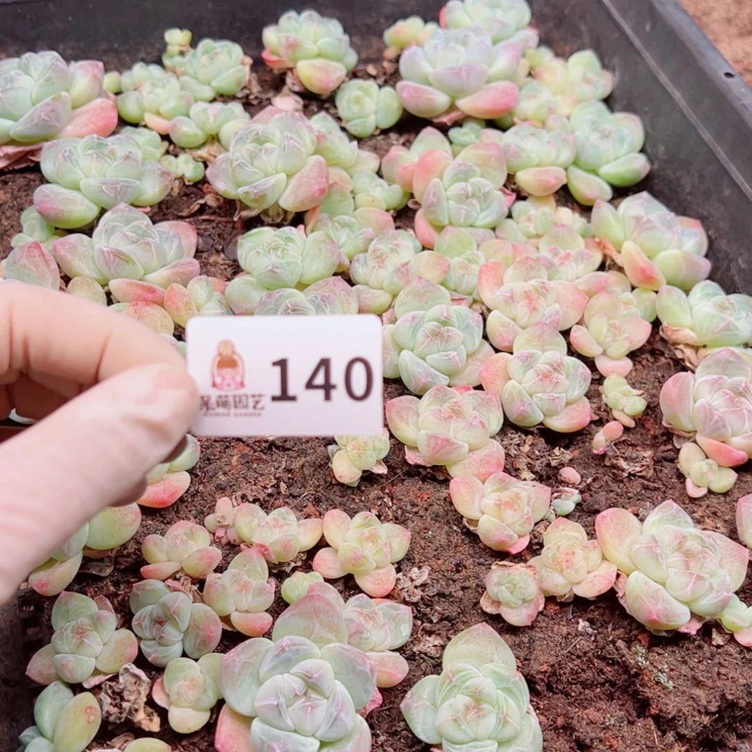 .***丶多肉植物多肉植物