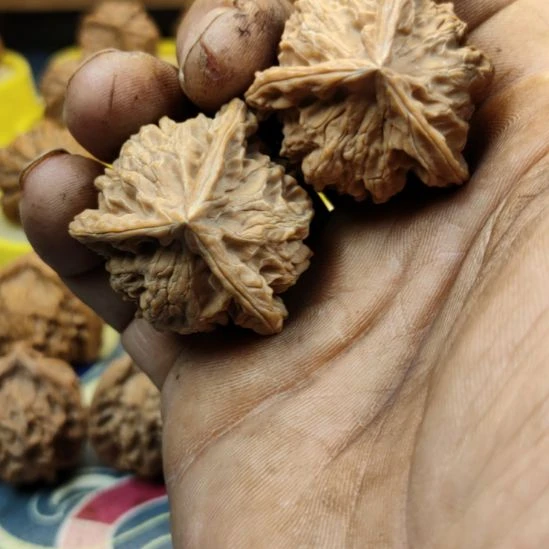 核桃38盘山三棱核桃
