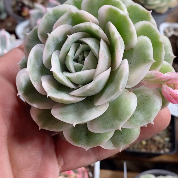 小*熊489昂斯诺锦 小方花圃一物一拍