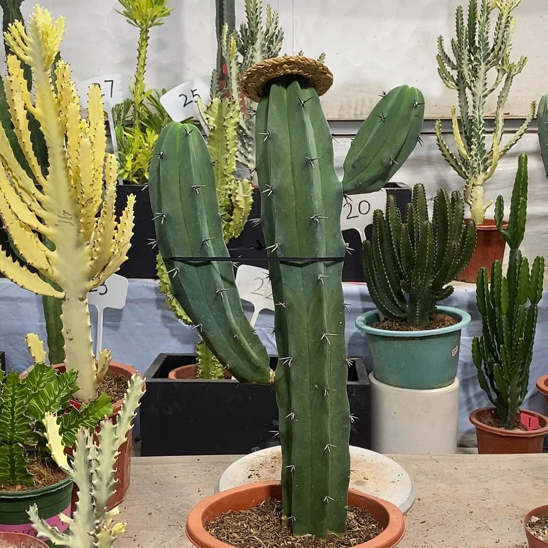 无花朵龙神木一物一拍