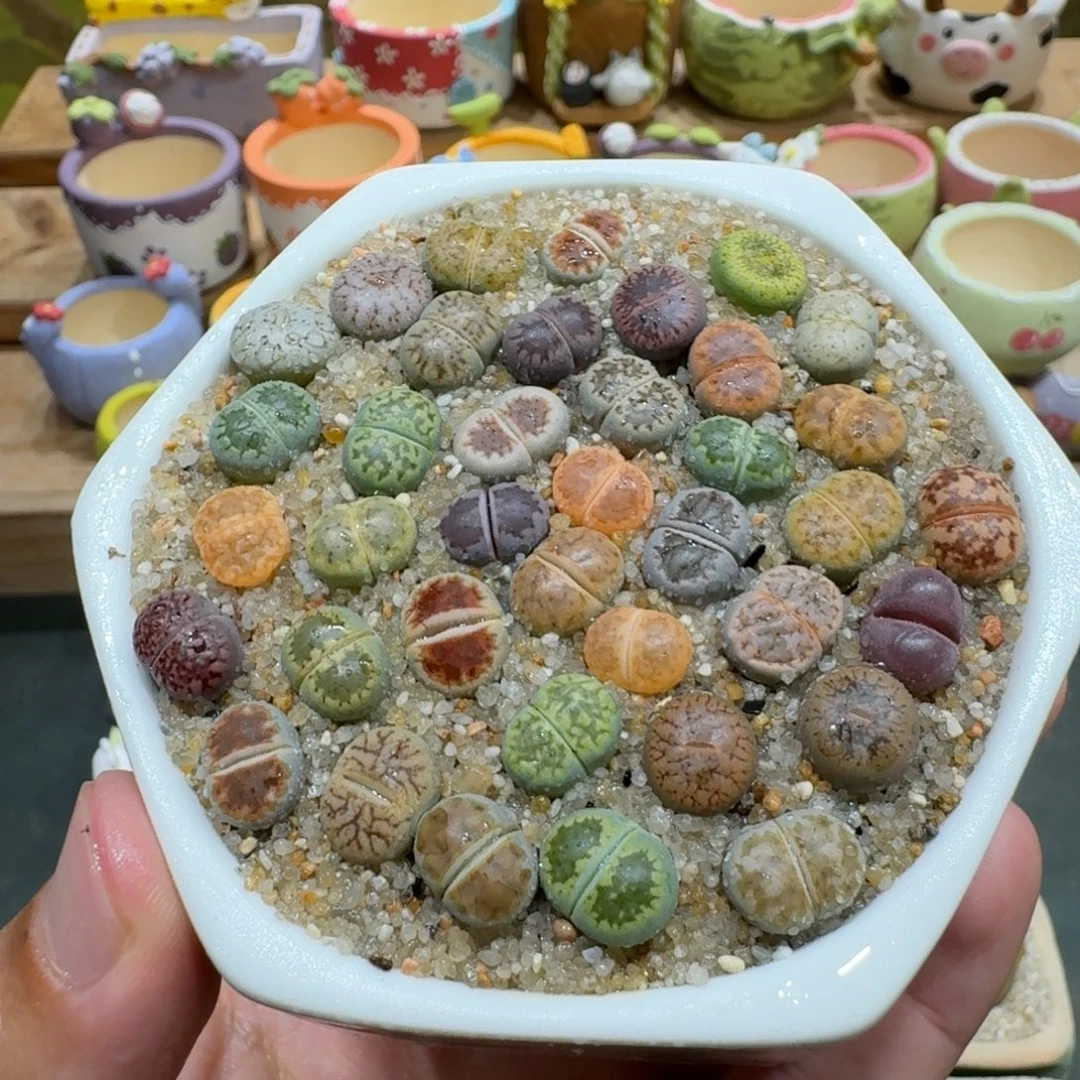 蘑菇1115彩拼多肉植物