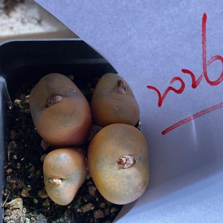 口**妹20262一个一个一个