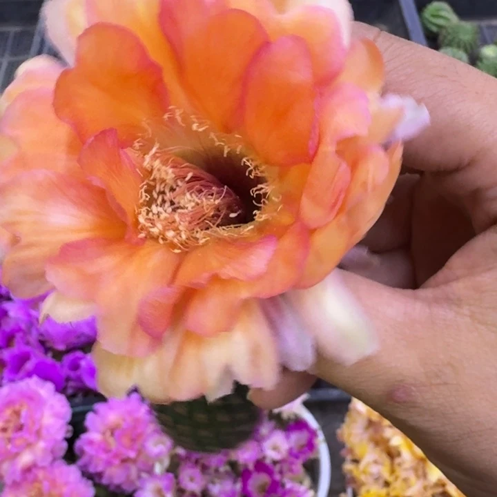 15彩草萤火虫歪3到4公分左右无根侧牙，20包邮