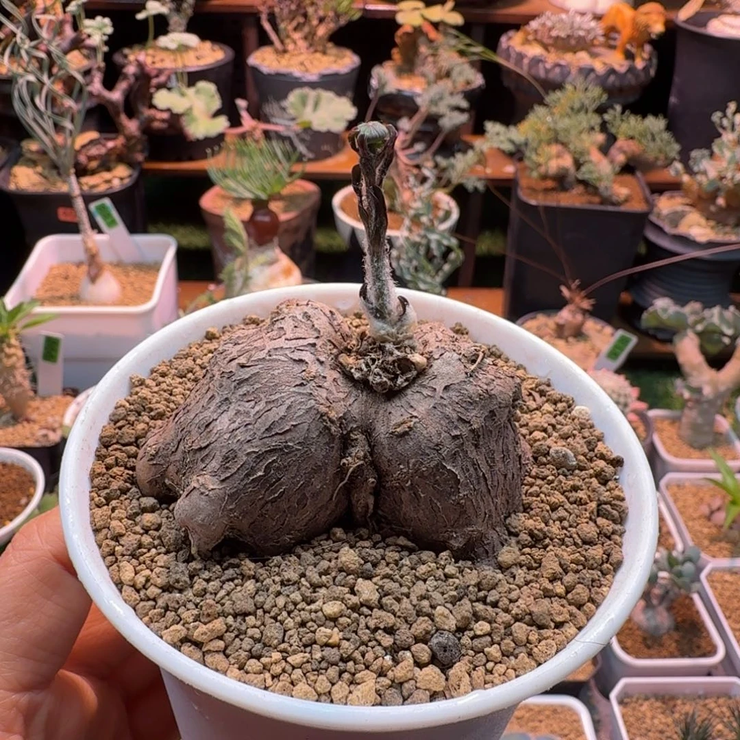 海星厚墩菊122 仙人球