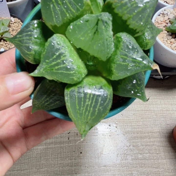 裹般若多肉植物6666