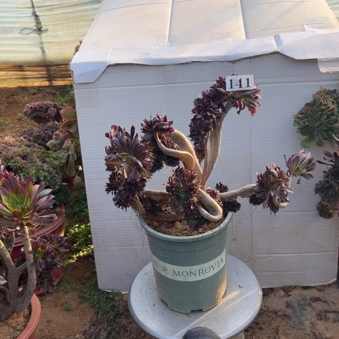 有伤黑缀141高30