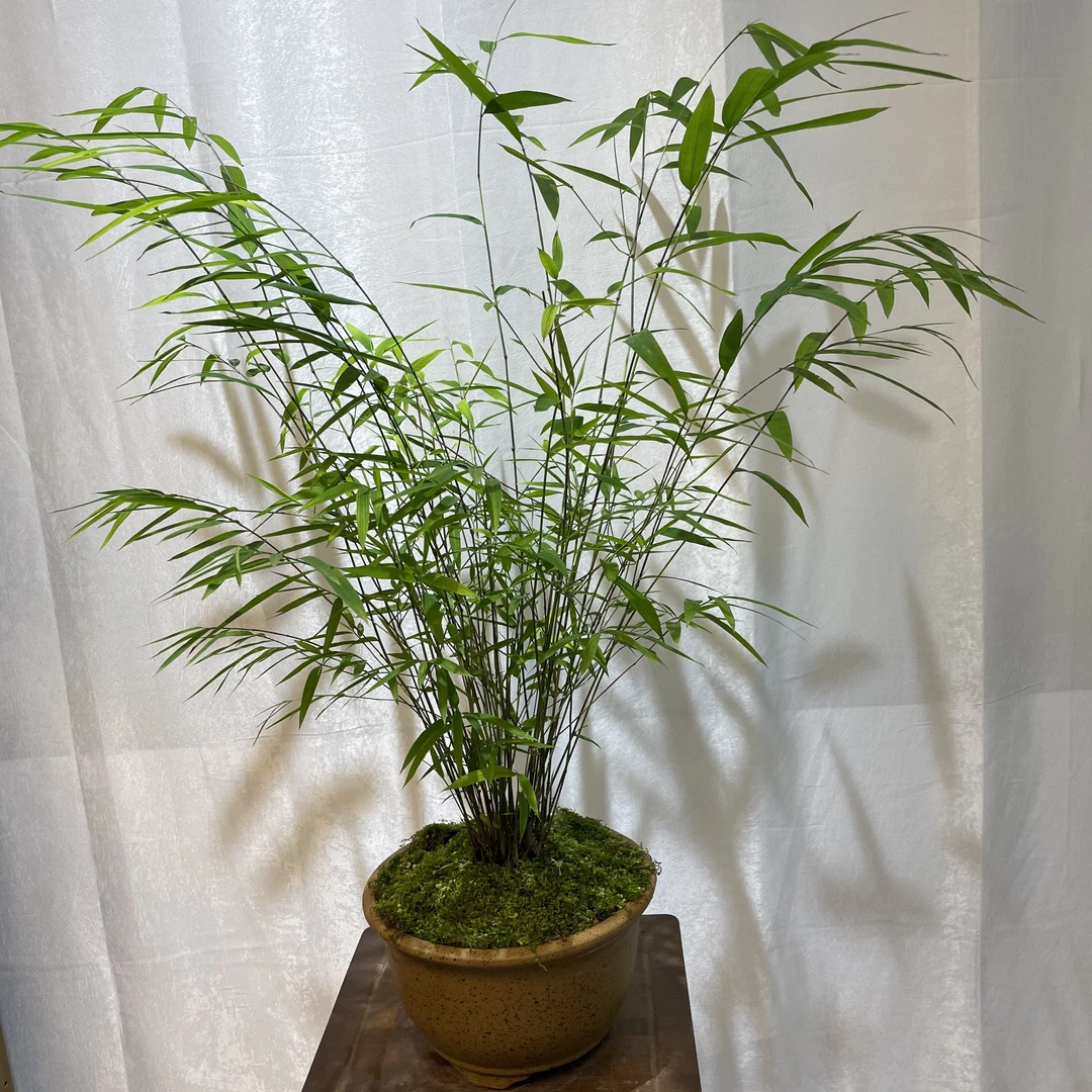 竹盆景 室内盆栽 茶室盆景 竹子 竹盆景 花卉绿植 禅意生活