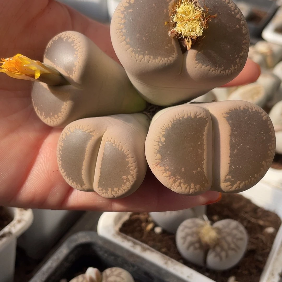 生石花一颗4头093