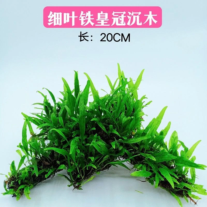 细叶铁皇冠沉木水草淡水阴性懒人好养鱼缸水族箱造景南美缸原生缸