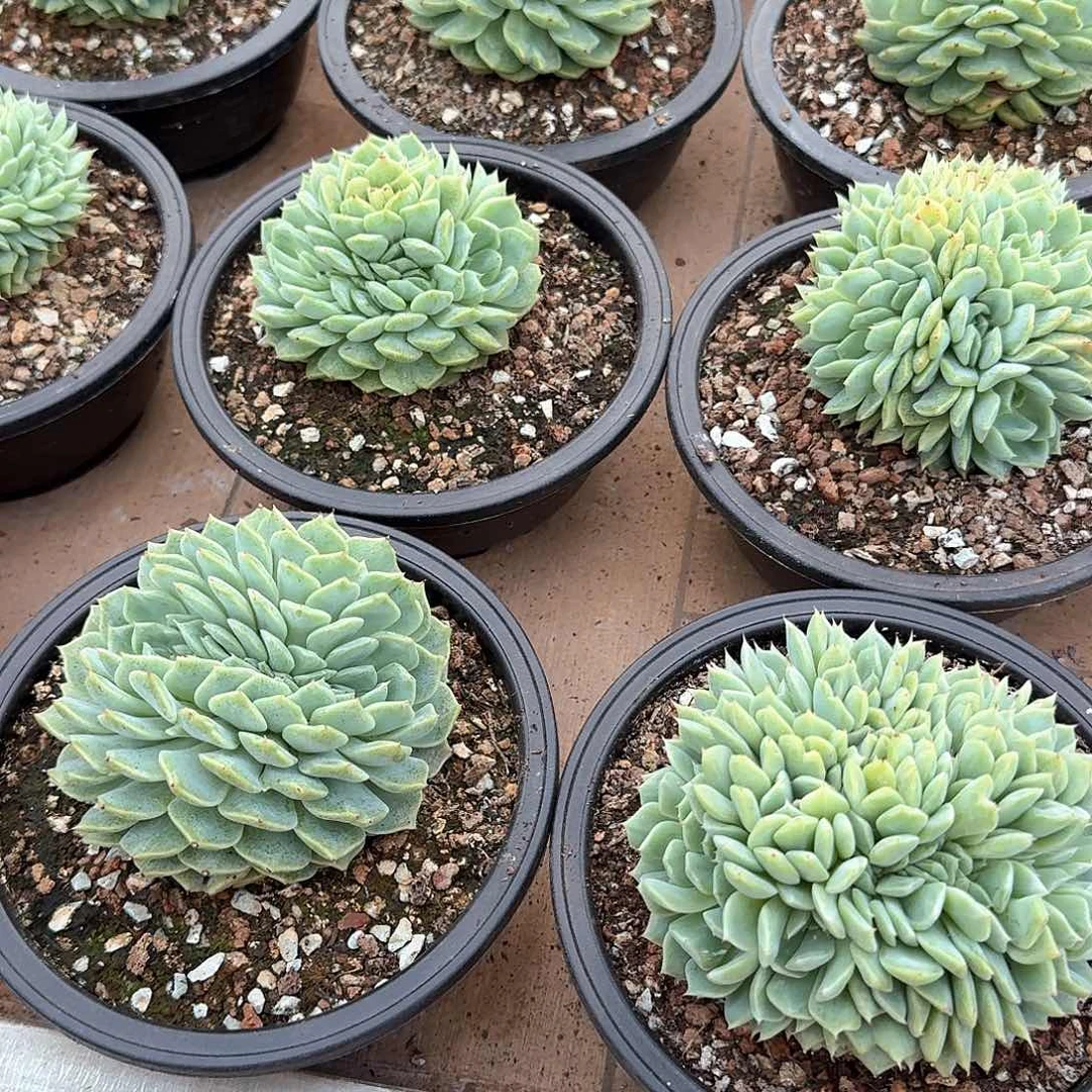 青柠缀化13公分。