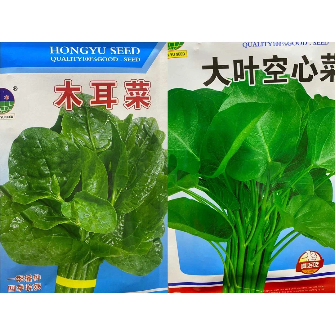 jj木耳菜加空心菜今年新种今年新种
