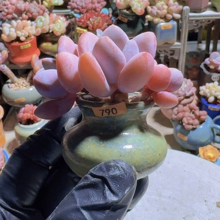 乐***知一物一拍编号790