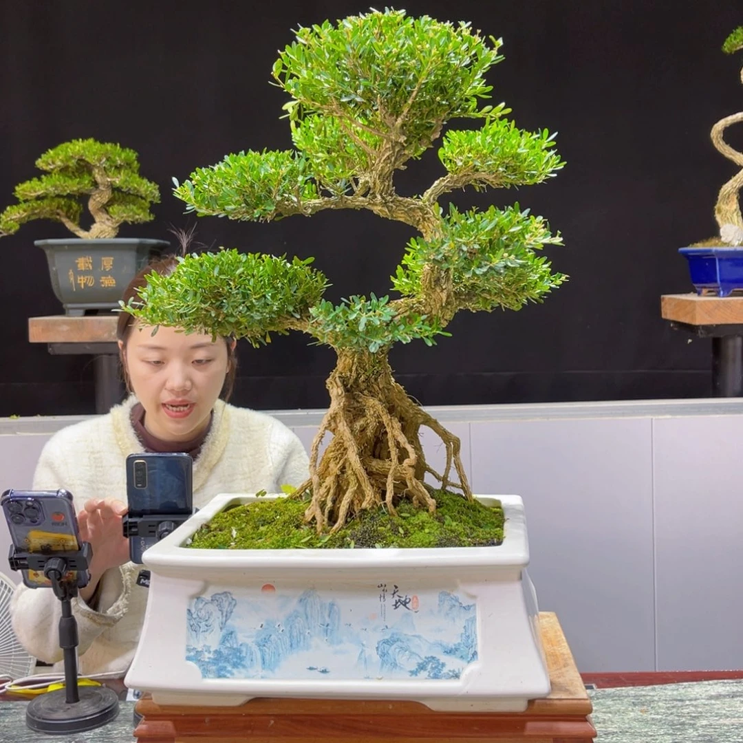 四季常青老桩黄杨盆景