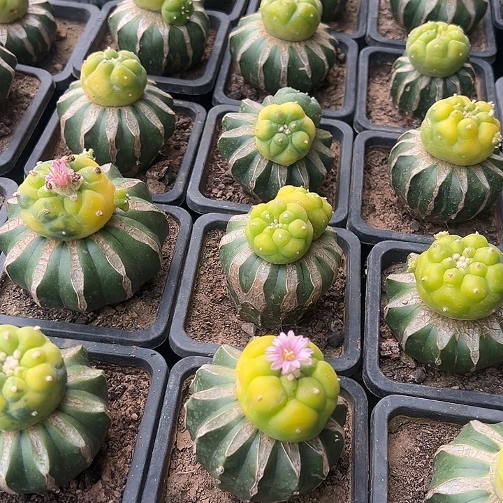 海鲜锦可挑，满39包邮