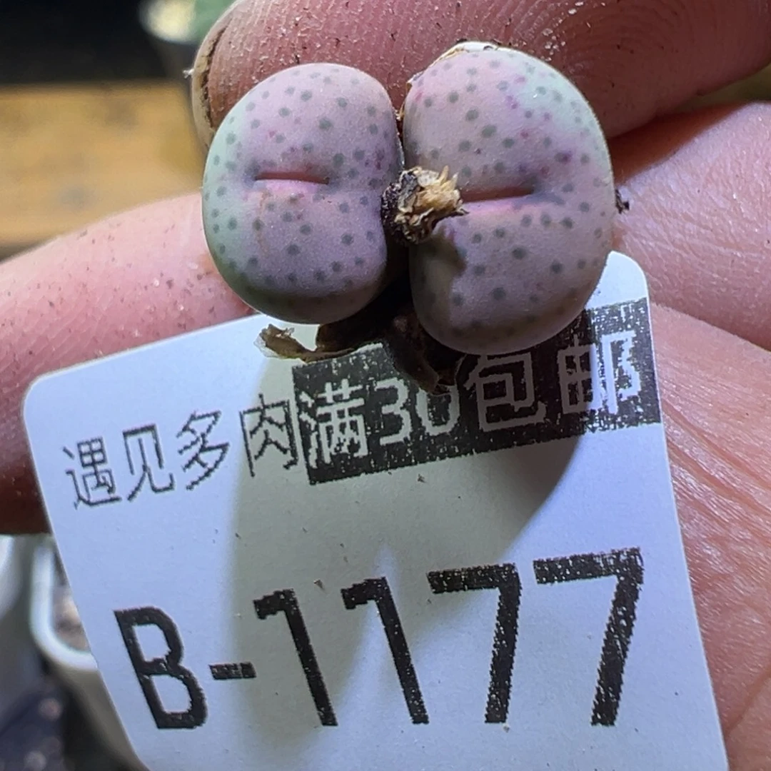 多肉植物11111111111111