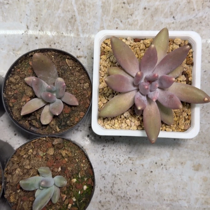 粒子星球 叶插 一物一拍