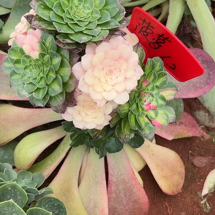 全部花朵菠***包精品多肉植物菠萝寄养6月2号