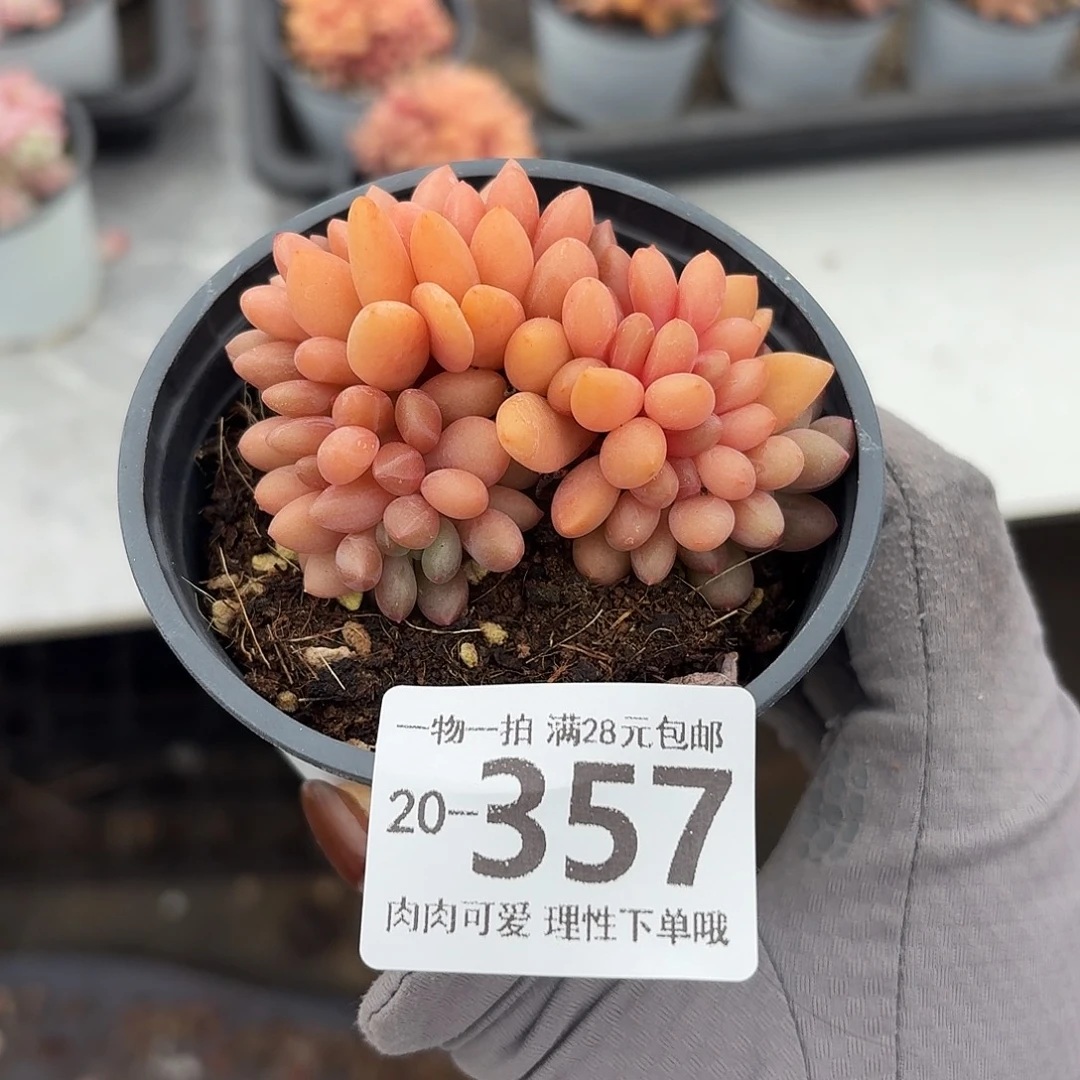 桃花源缀化无盆土，你