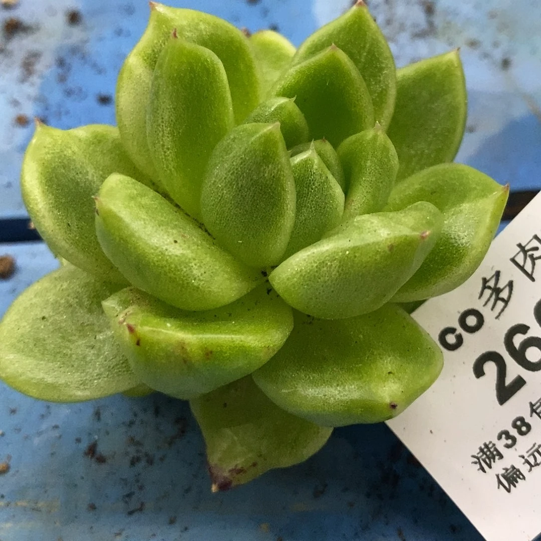 260珍妮锦炸多肉植物