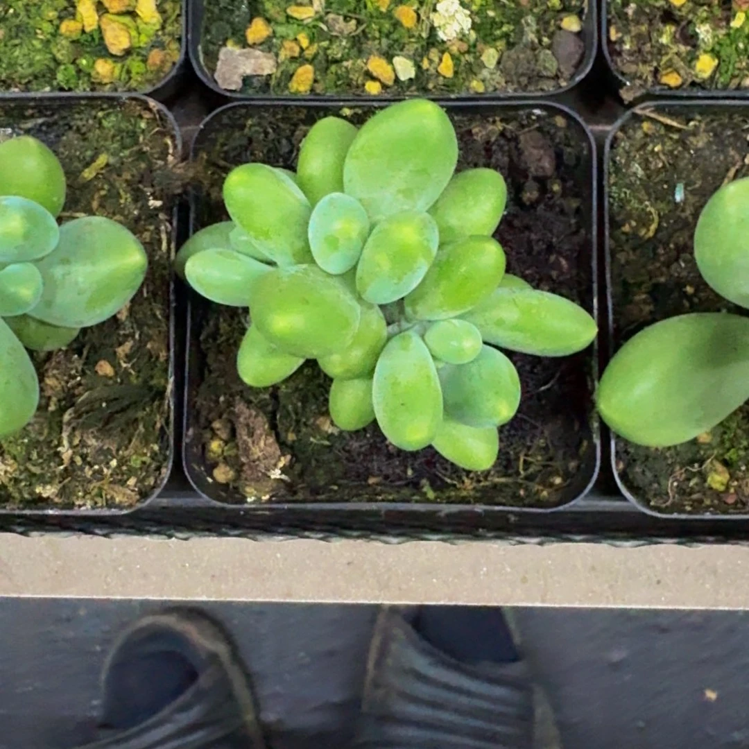 刚果奶 3头 一物一拍