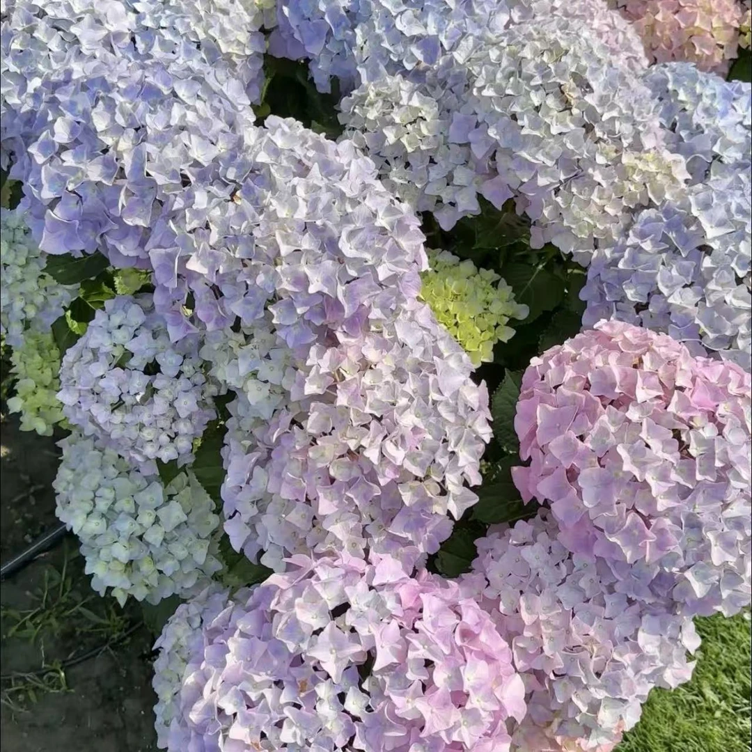 大海兰绣球花盆栽庭院阳台花卉植物喜水易养护