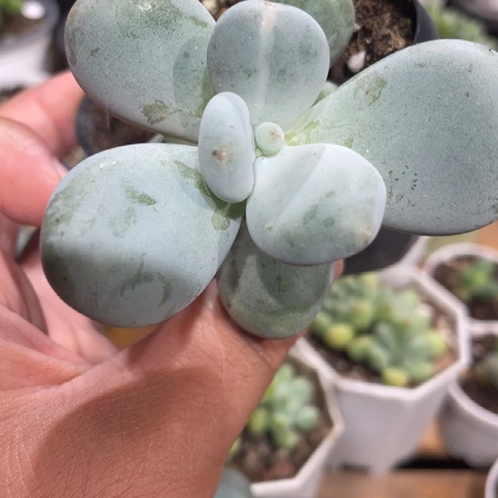 258号大大大叶奶锦，白锦啊啊啊