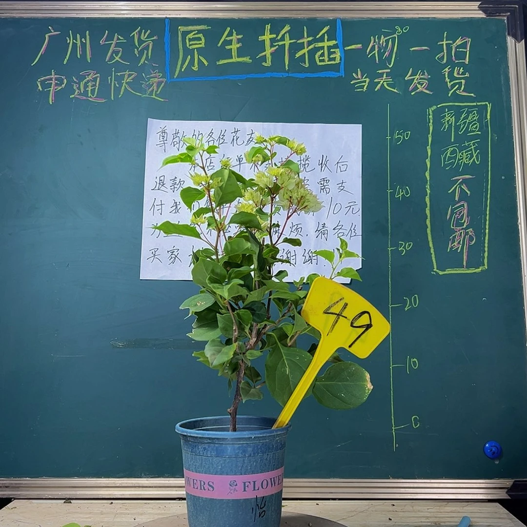 当前无花栽培后可以开花 怡锦 49