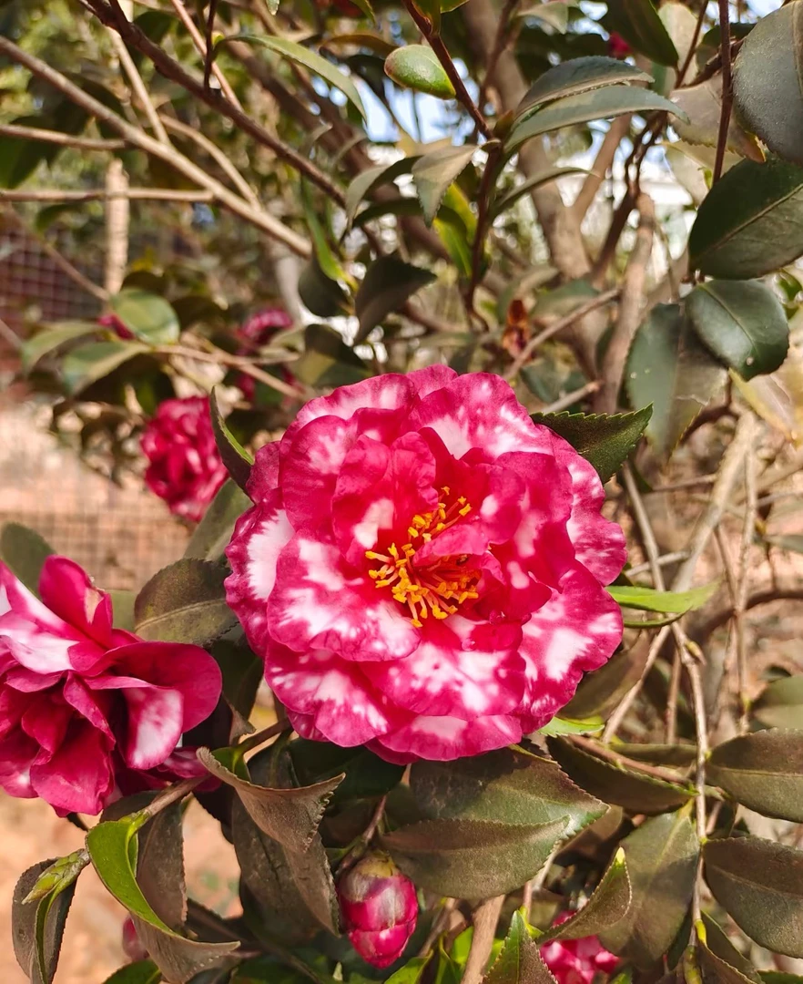 《小胖》精品丹玉茶梅棒棒糖庭院阳台植物重瓣大花室内外好养带花苞