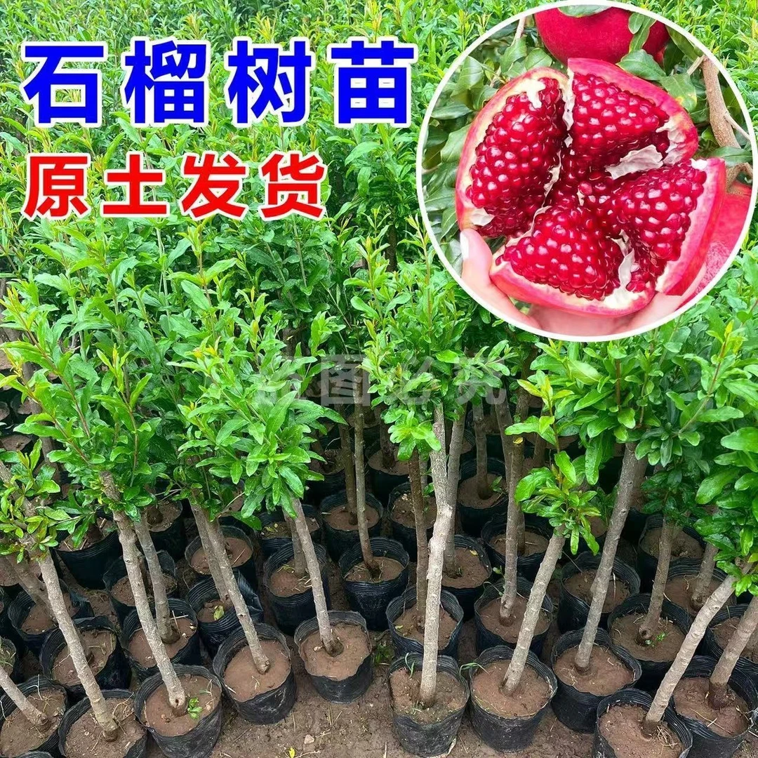 【品种苗】红宝石-突尼斯软籽石榴阳台庭院盆栽地栽南北方均可种植