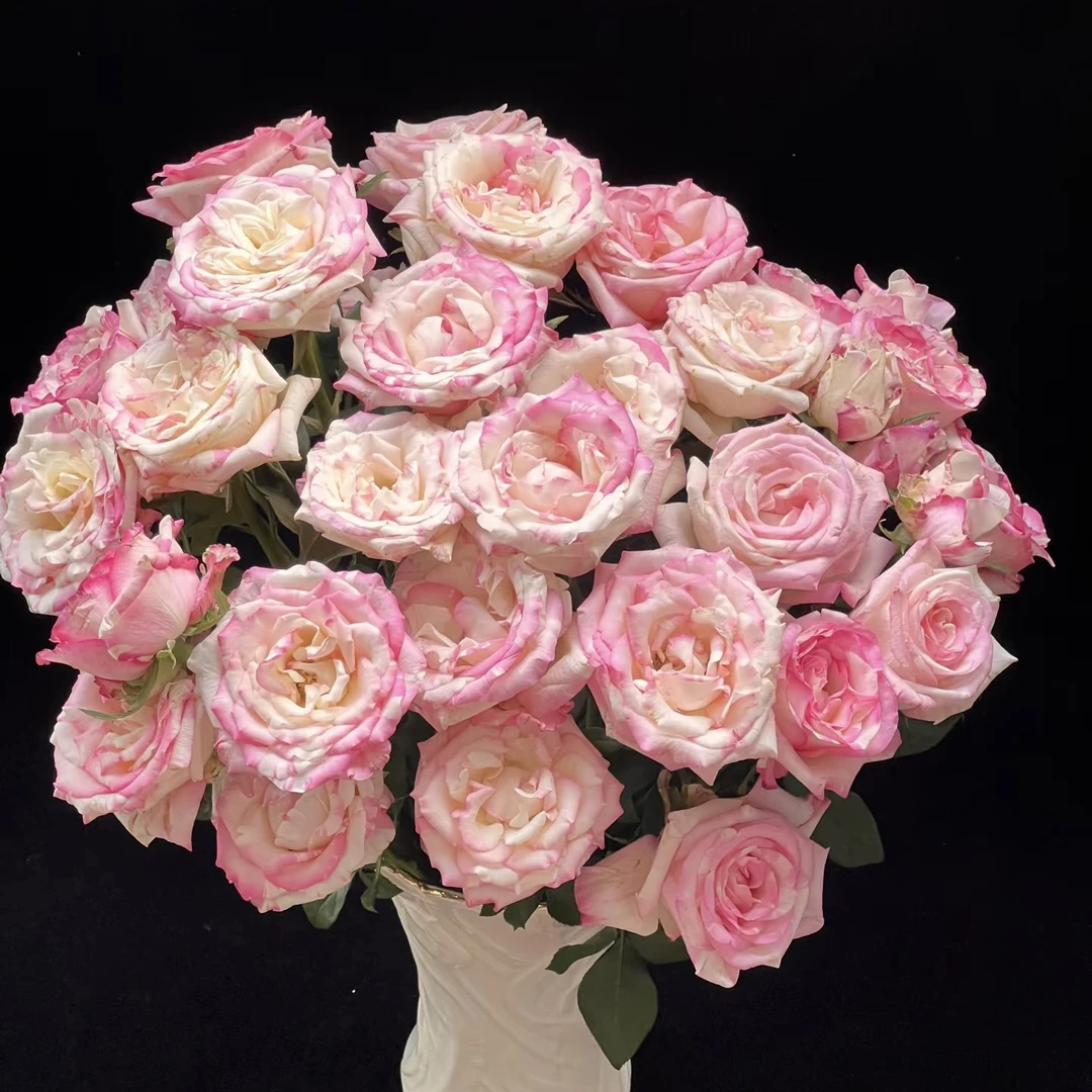 10枝霓裳多头玫瑰 【两单顺丰冷链或京东空运】云南鲜花