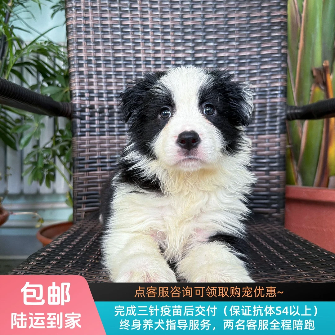 香肠-黑白色边牧妹妹纯种小狗边境牧羊犬宠物幼犬
