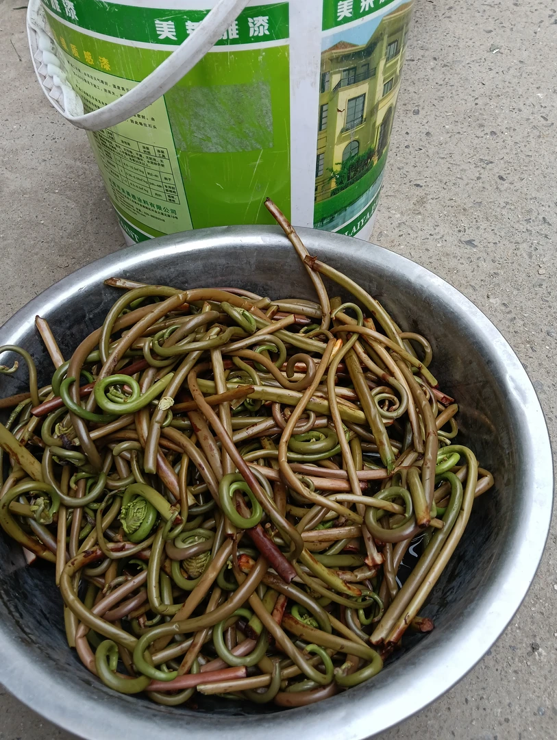 应季野生广东台蔬菜