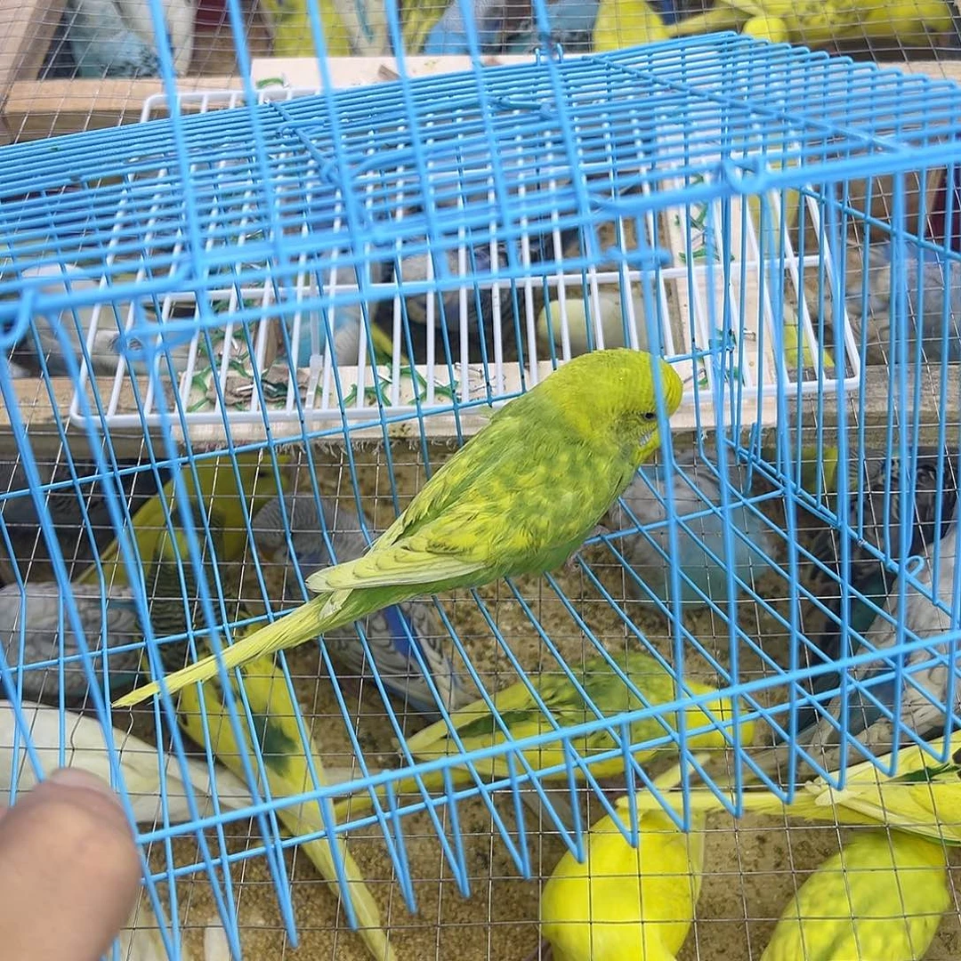 虎皮鹦鹉阿土苦情拒绝了兔兔