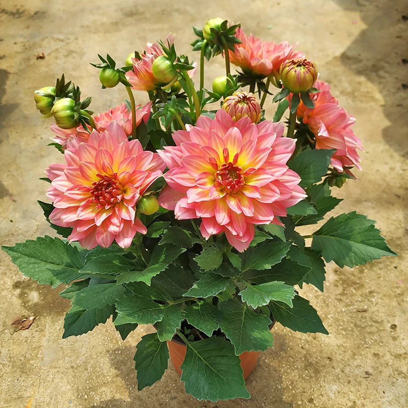 大丽花盆栽带花苞发货四季开花阳台庭院好养花卉矮化小丽菊花苗