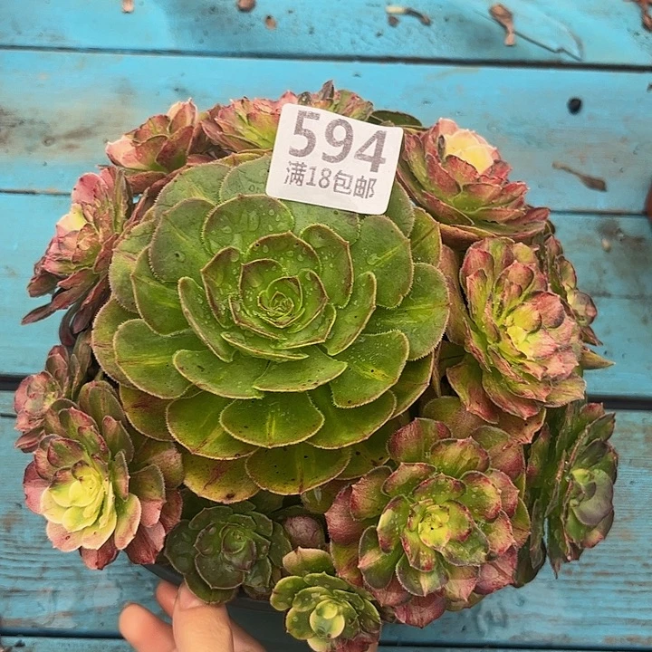 594海王七彩朵朵发发发