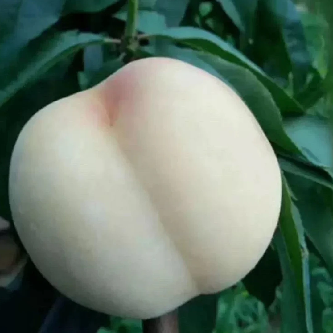 【顺丰快递】于胖子 晚熟丑雪桃丑白桃 4.5斤-5斤