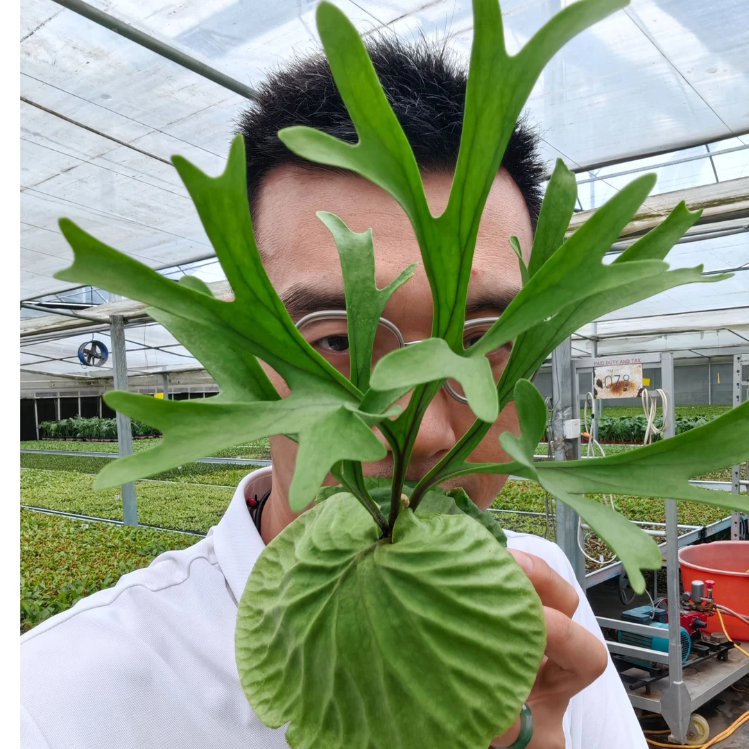 【超大个体】亚猴鹿角蕨超大个体 手脸完整 纹路完美