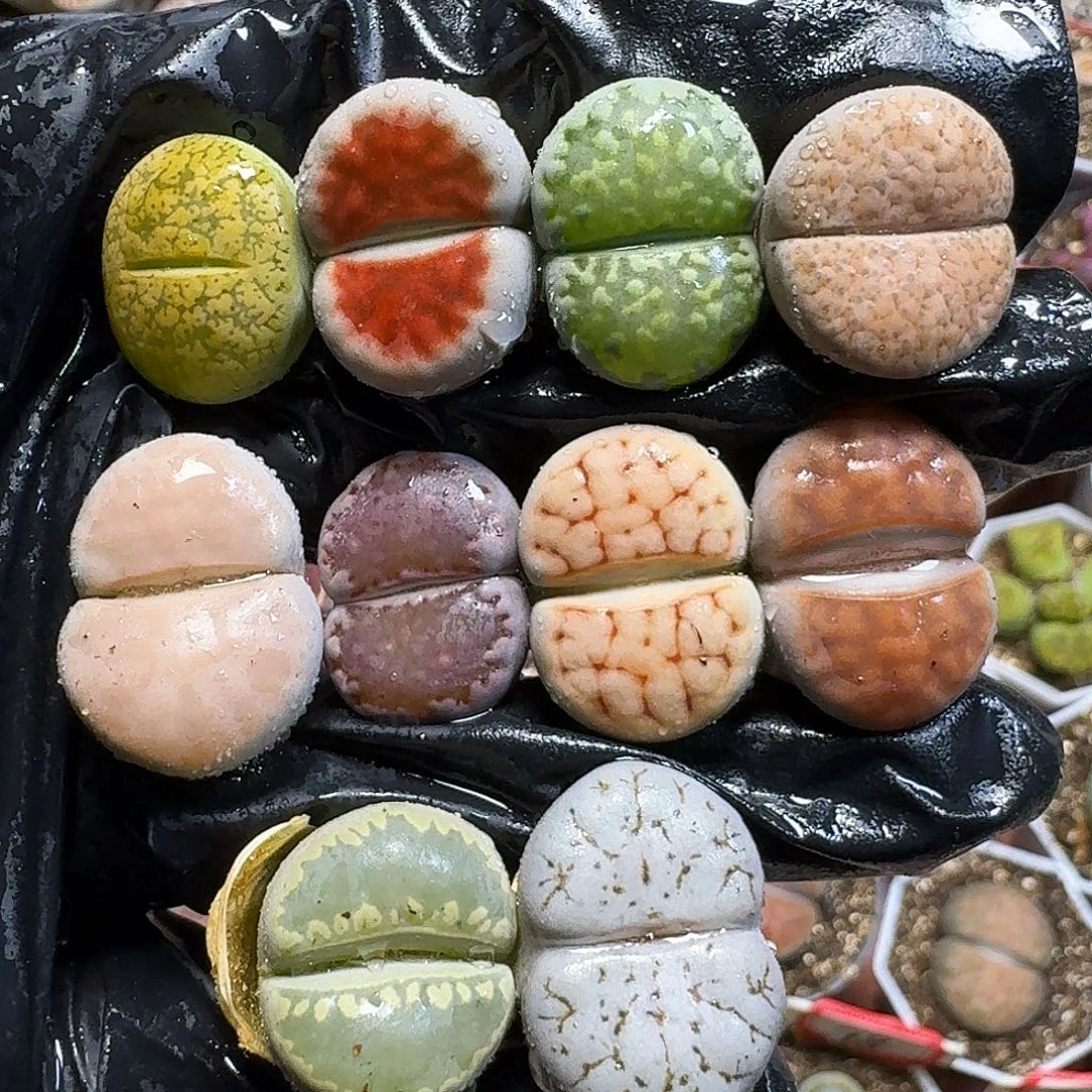 生石花211111。  236