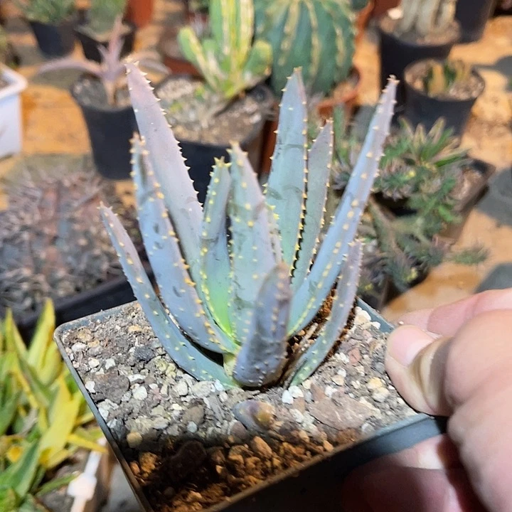 满38包邮2天凑单，脱土晾根发货多肉植物