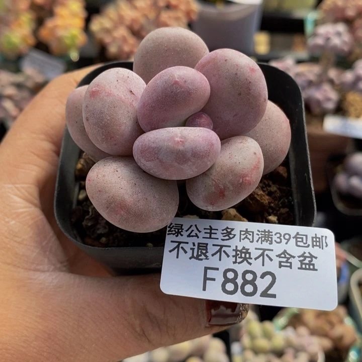 大叶奶4cm882多肉植物