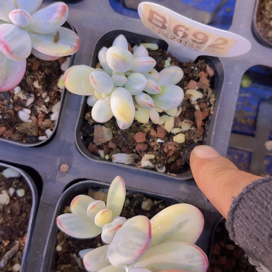 B692乒乓锦一物一拍