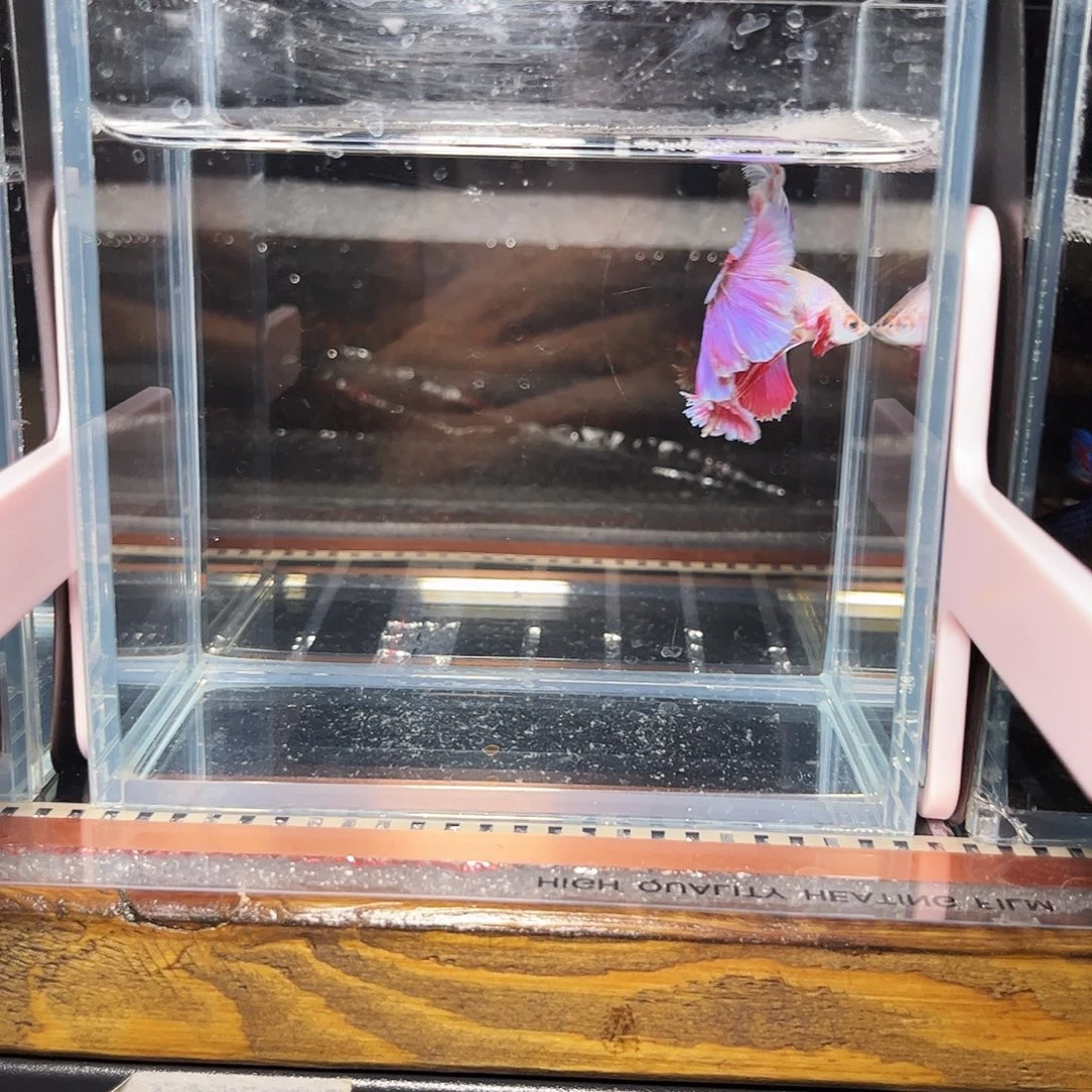 海水鱼宙斯12-10竞拍精品之夜
