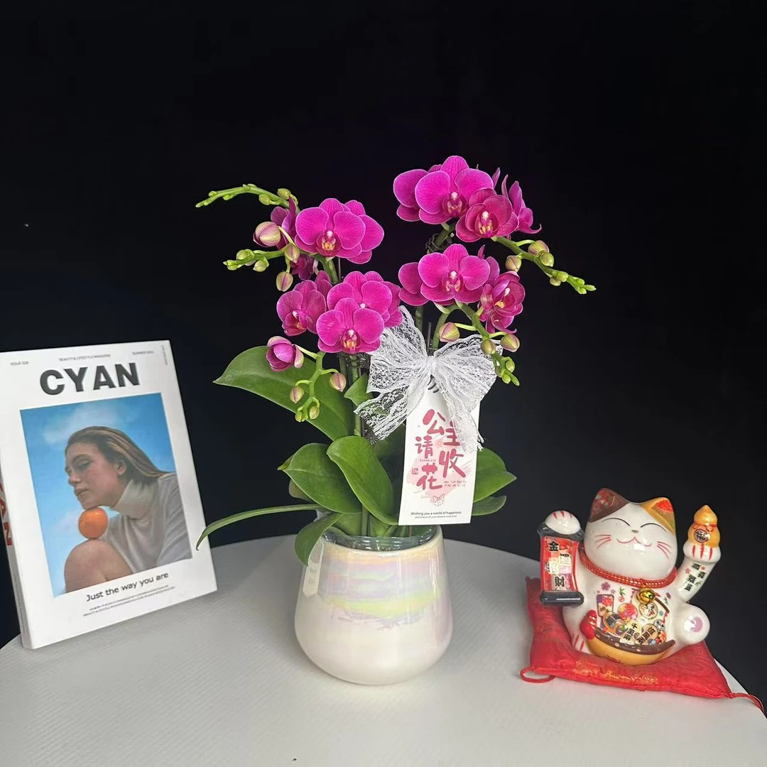 《吉娃娃》紫红色系 中花 精品蝴蝶兰 好养耐养 花色娇艳 室内花卉