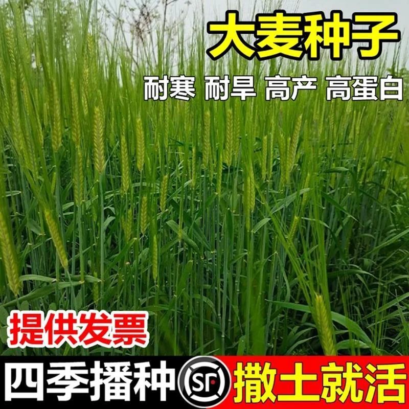 大麦种子芽苗菜种子大麦若叶青汁榨汁大麦苗种子大麦草四季播猫草
