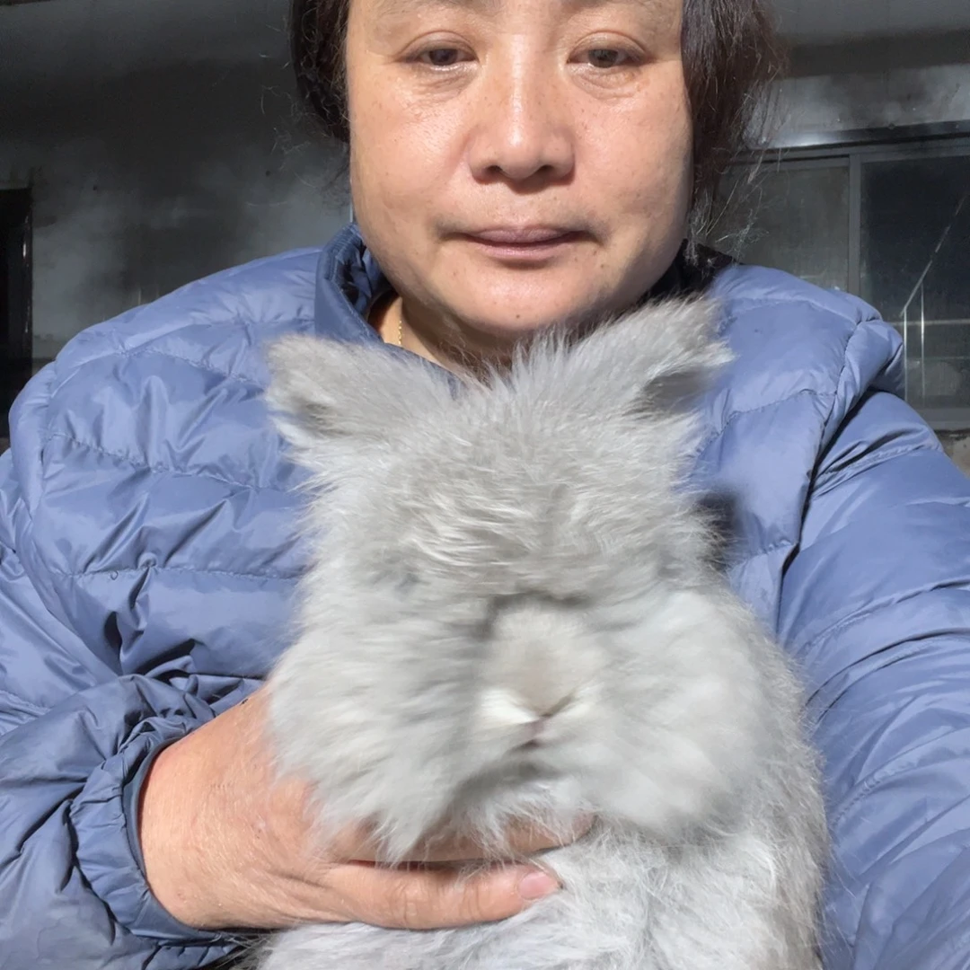 双血统英系安哥拉兔子