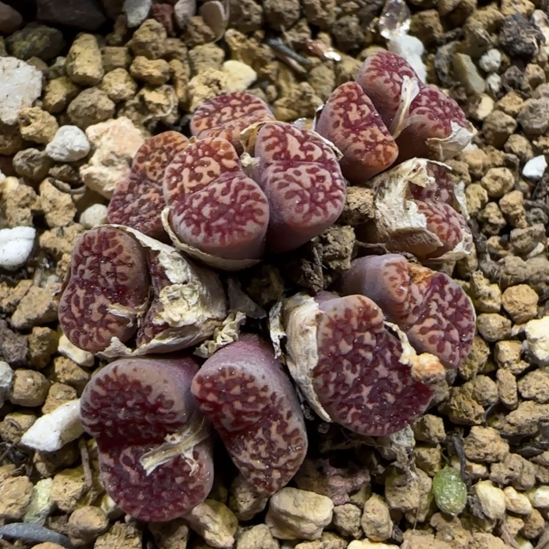 8.5。   鸟哈尼。   9063